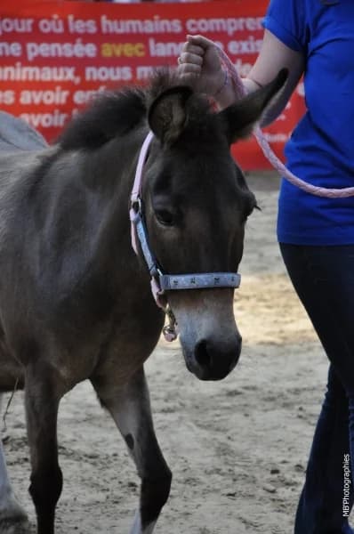 SB, female senior Mixed Breed for adoption at Animal Sans Toit, Faimes