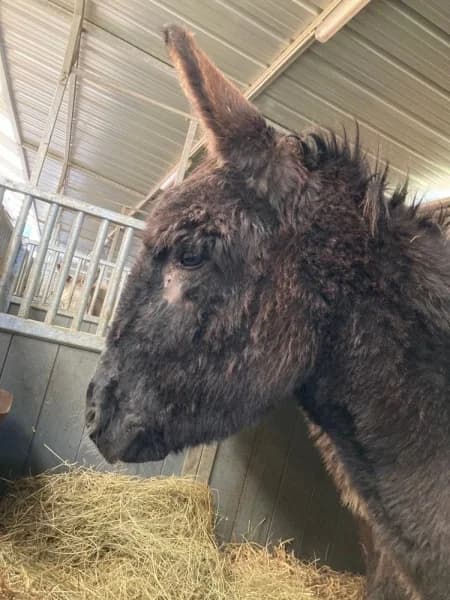 SB, male senior Mixed Breed for adoption at Animal Sans Toit, Faimes