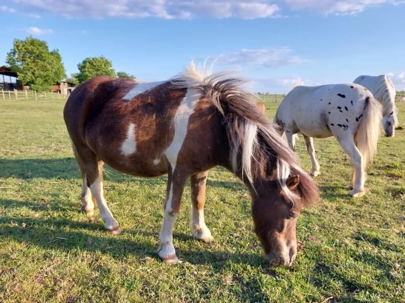 SB, female Mixed Breed for adoption at Animal Sans Toit, Faimes