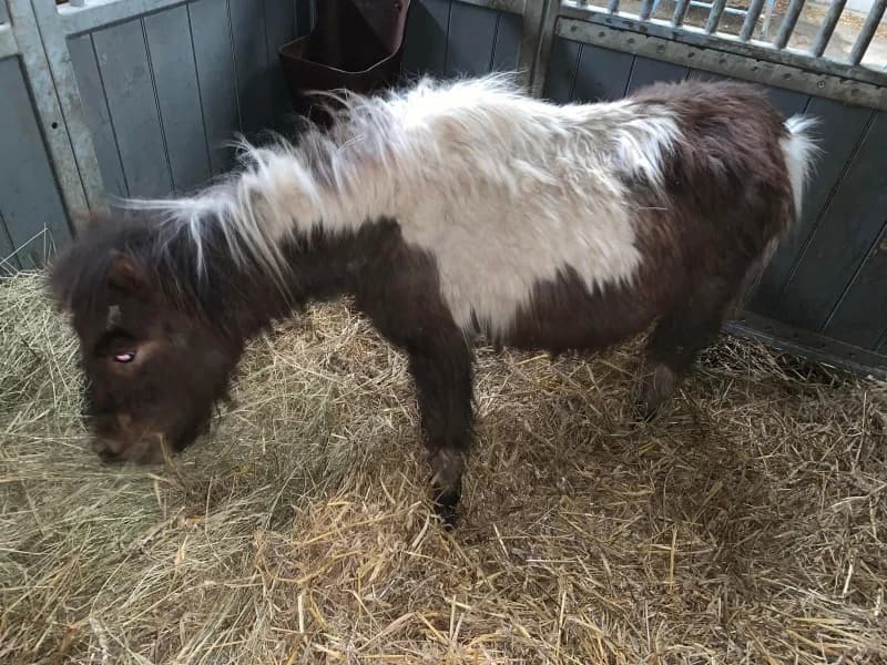 SB, female Mixed Breed for adoption at Animal Sans Toit, Faimes — photo 2 of 3