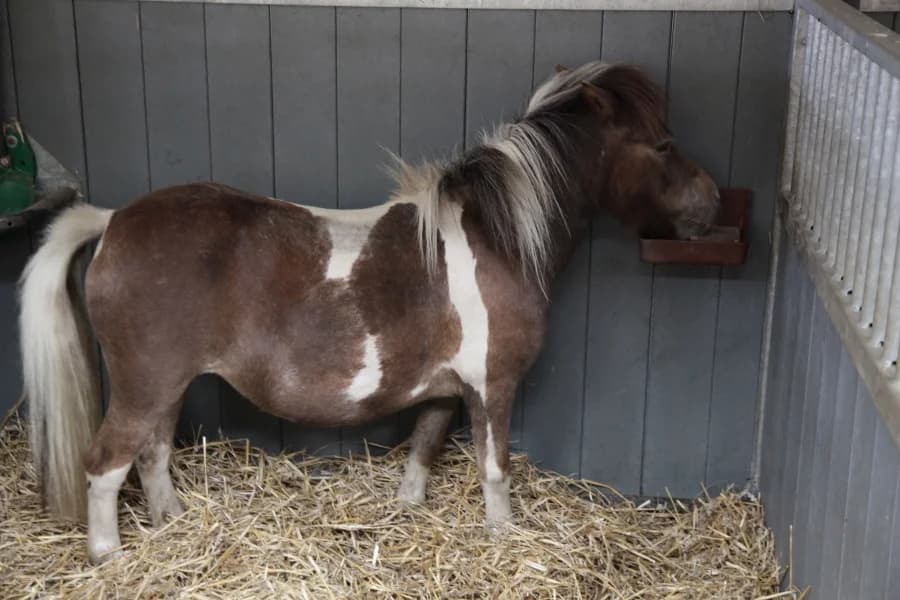 SB, female Mixed Breed for adoption at Animal Sans Toit, Faimes — photo 3 of 3