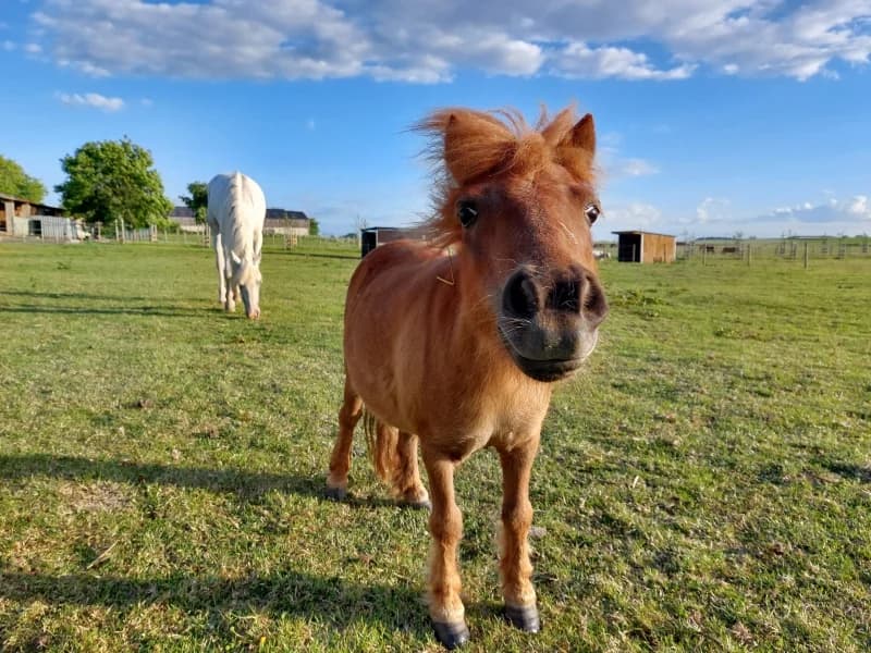 SB, female Mixed Breed for adoption at Animal Sans Toit, Faimes
