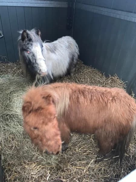 SB, female Mixed Breed for adoption at Animal Sans Toit, Faimes — photo 2 of 6