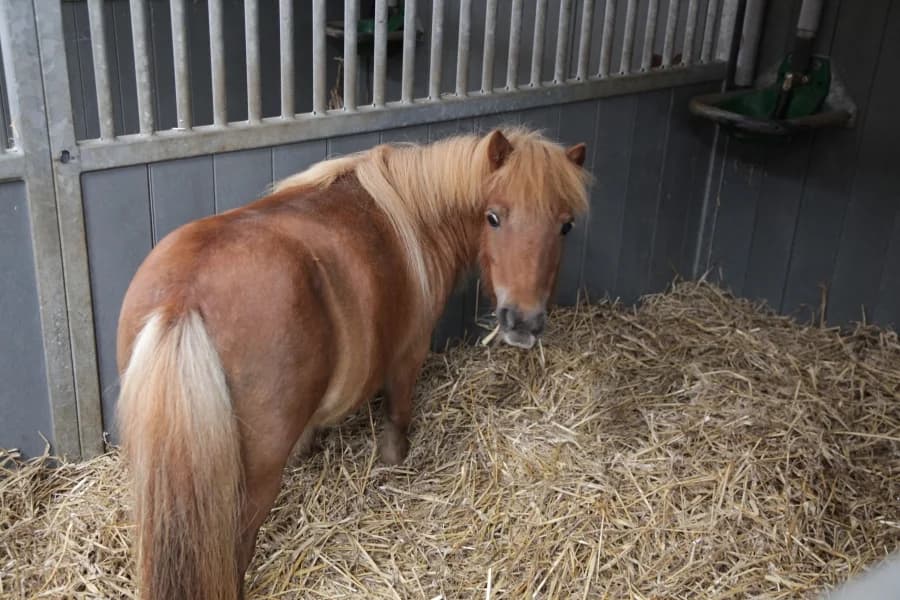 SB, female Mixed Breed for adoption at Animal Sans Toit, Faimes — photo 3 of 6