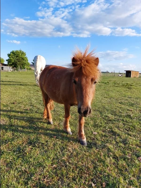 SB, female Mixed Breed for adoption at Animal Sans Toit, Faimes — photo 4 of 6