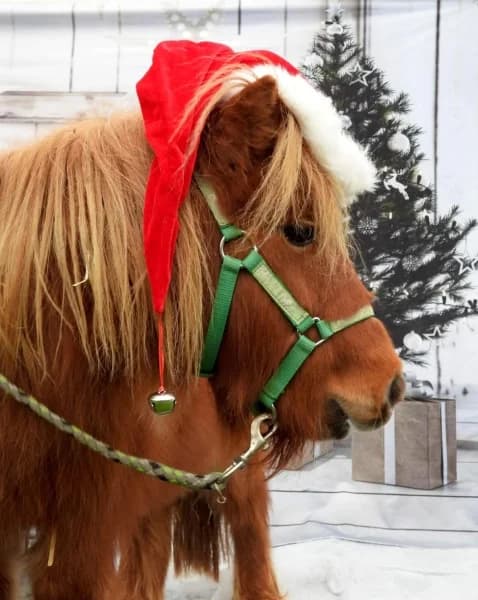 SB, female Mixed Breed for adoption at Animal Sans Toit, Faimes — photo 5 of 6