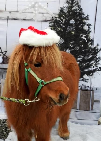 SB, female Mixed Breed for adoption at Animal Sans Toit, Faimes — photo 6 of 6