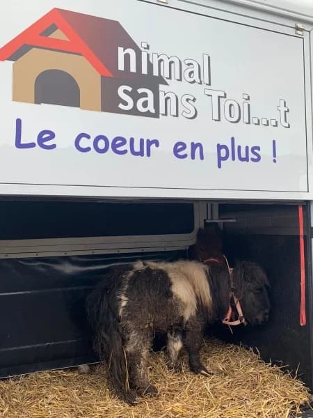 SB, male senior Mixed Breed for adoption at Animal Sans Toit, Faimes