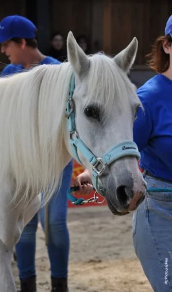 SB, female senior Mixed Breed for adoption at Animal Sans Toit, Faimes