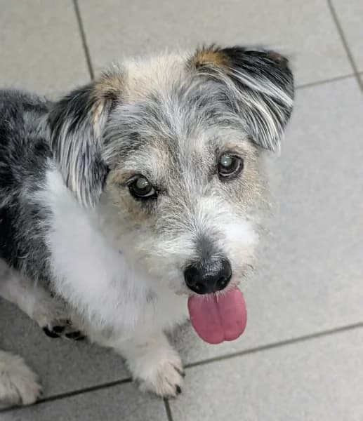 SB, female 7yo Mixed Breed for adoption at Animal Sans Toit, Faimes