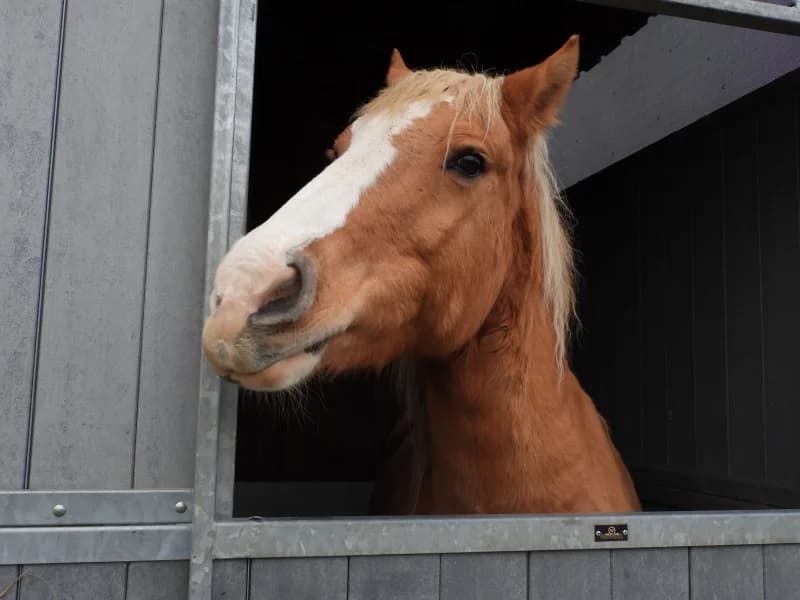 SB, male senior Mixed Breed for adoption at Animal Sans Toit, Faimes