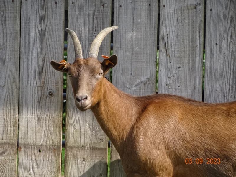 SB, female 6yo Mixed Breed for adoption at Animal Sans Toit, Faimes