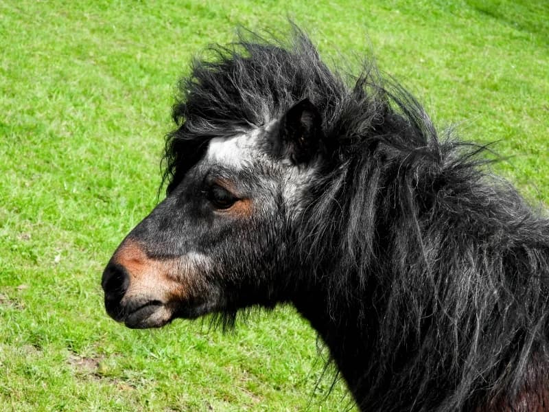 SB, male senior Mixed Breed for adoption at Animal Sans Toit, Faimes