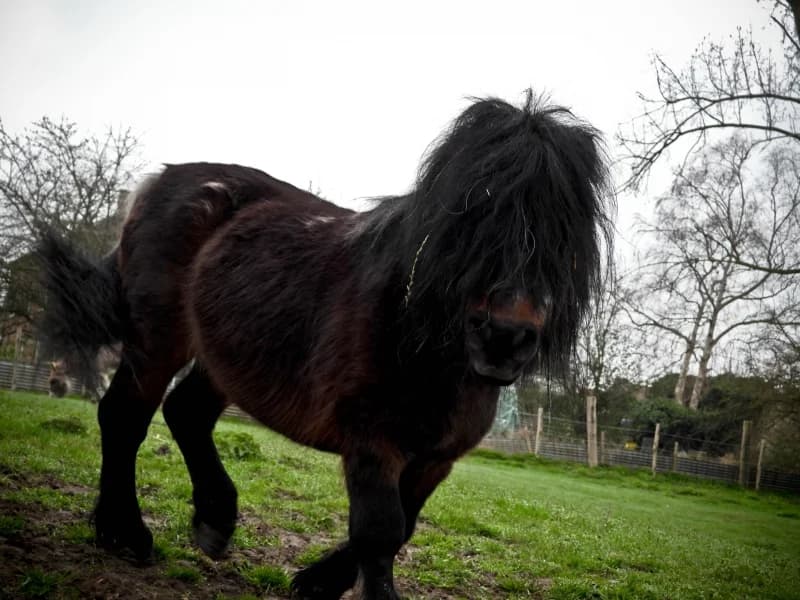 SB, male Mixed Breed for adoption at Animal Sans Toit, Faimes — photo 2 of 4