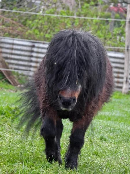 SB, male Mixed Breed for adoption at Animal Sans Toit, Faimes — photo 3 of 4