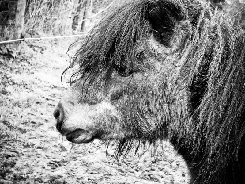 SB, male Mixed Breed for adoption at Animal Sans Toit, Faimes — photo 4 of 4