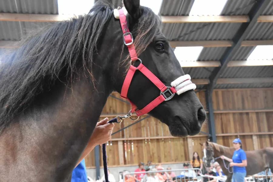 SB, female 4yo Mixed Breed for adoption at Animal Sans Toit, Faimes