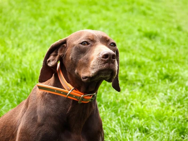 SB, female 7yo Mixed Breed for adoption at Animal Sans Toit, Faimes