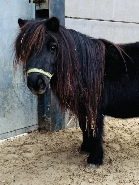 SB, female senior Mixed Breed for adoption at Animal Sans Toit, Faimes