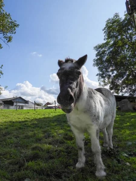 SB, female Mixed Breed for adoption at Animal Sans Toit, Faimes