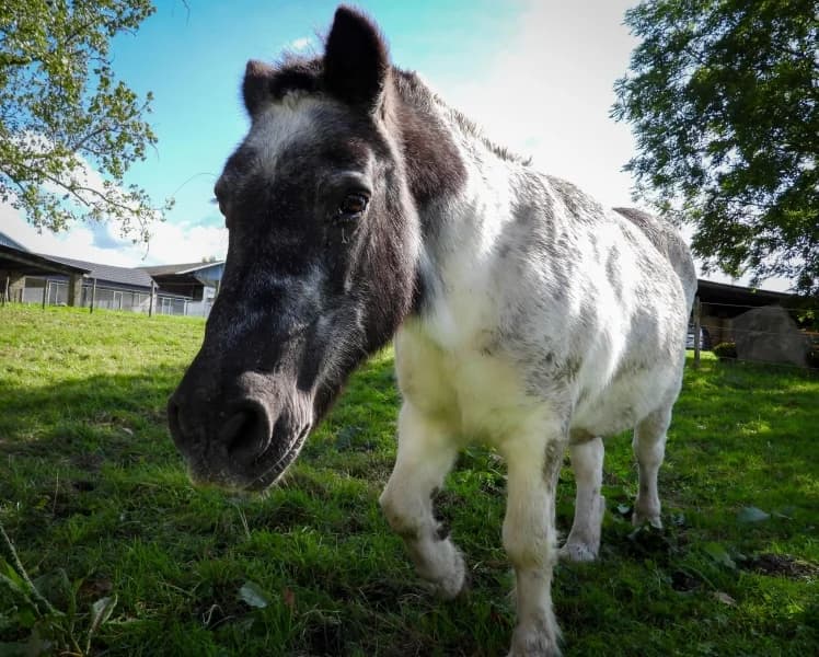 SB, female Mixed Breed for adoption at Animal Sans Toit, Faimes — photo 2 of 3