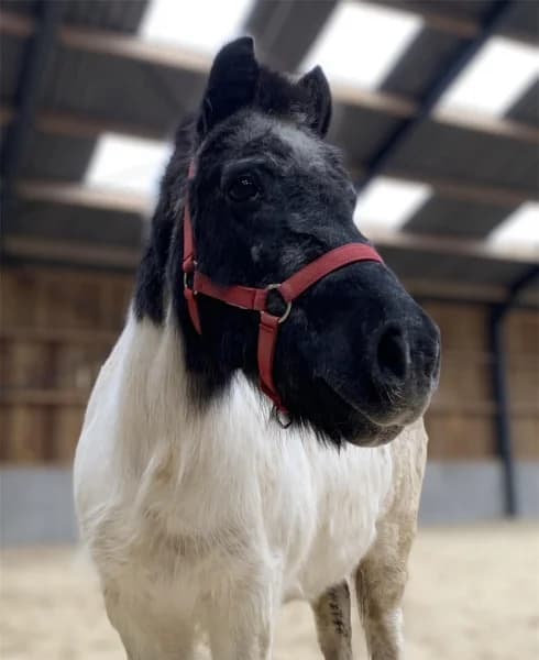 SB, female Mixed Breed for adoption at Animal Sans Toit, Faimes — photo 3 of 3