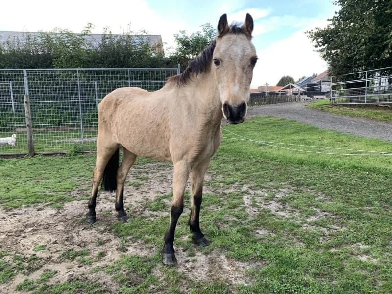 SB, female senior Mixed Breed for adoption at Animal Sans Toit, Faimes