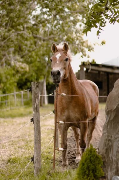 SB, female senior Mixed Breed for adoption at Animal Sans Toit, Faimes