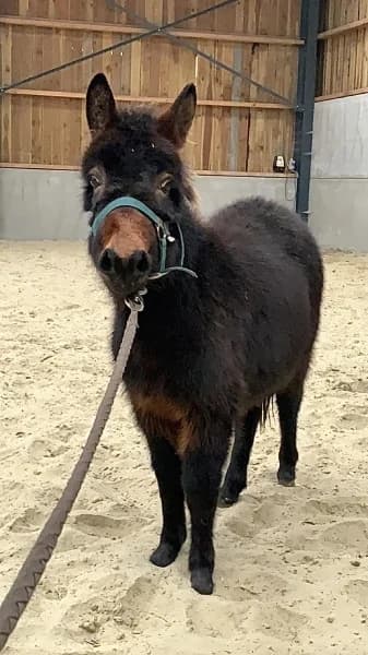 SB, female 3yo Mixed Breed for adoption at Animal Sans Toit, Faimes