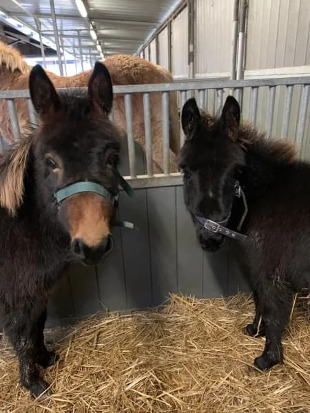 SB, male Mixed Breed for adoption at Animal Sans Toit, Faimes