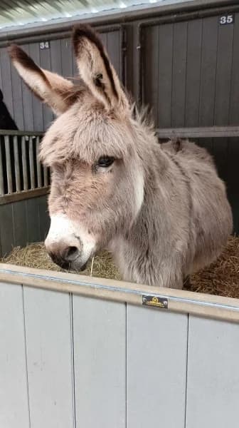 SB, male senior Mixed Breed for adoption at Animal Sans Toit, Faimes