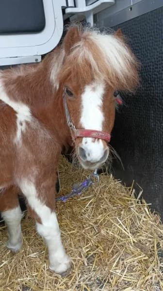SB, female senior Mixed Breed for adoption at Animal Sans Toit, Faimes