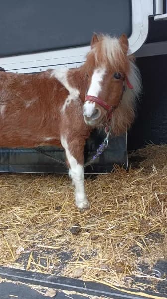 SB, female Mixed Breed for adoption at Animal Sans Toit, Faimes — photo 2 of 3