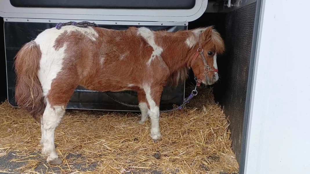 SB, female Mixed Breed for adoption at Animal Sans Toit, Faimes — photo 3 of 3