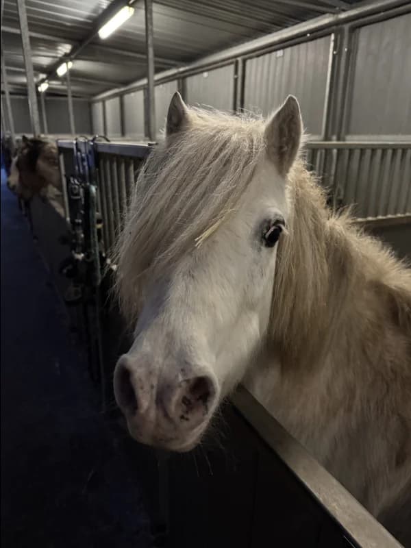 SB, female senior Mixed Breed for adoption at Animal Sans Toit, Faimes