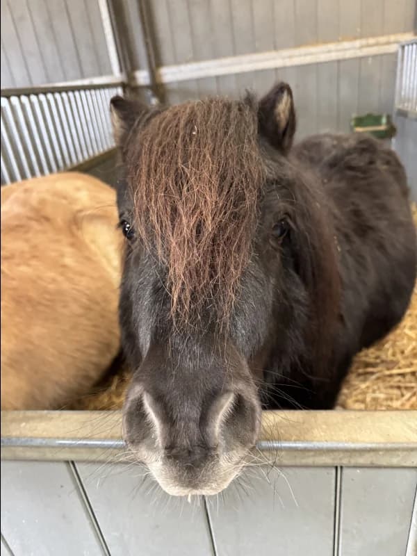 SB, male senior Mixed Breed for adoption at Animal Sans Toit, Faimes