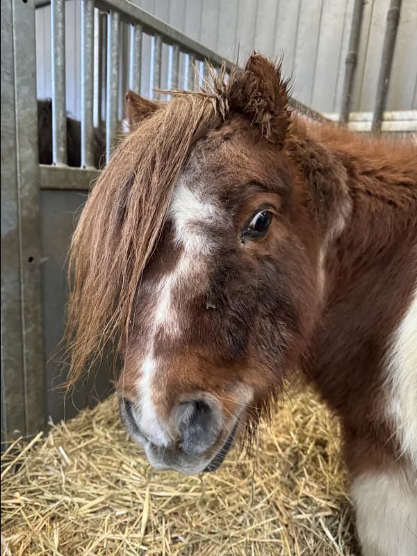 SB, male senior Mixed Breed for adoption at Animal Sans Toit, Faimes