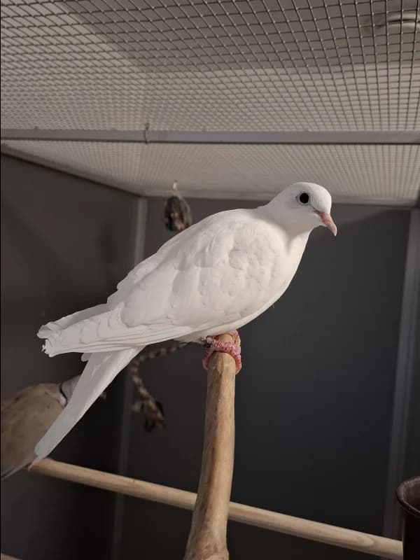 SB, female 4yo Mixed Breed for adoption at Animal Sans Toit, Faimes