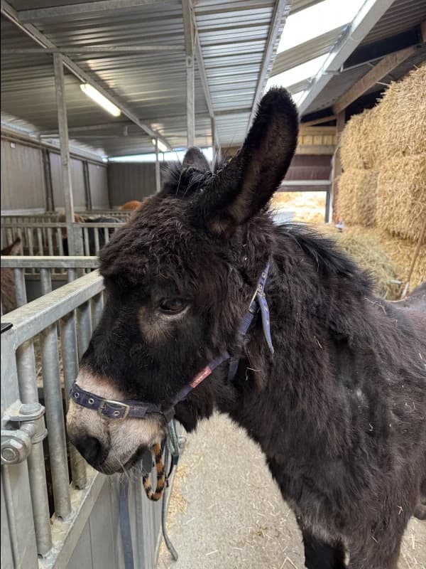 SB, male senior Mixed Breed for adoption at Animal Sans Toit, Faimes