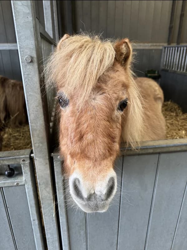 SB, male senior Mixed Breed for adoption at Animal Sans Toit, Faimes