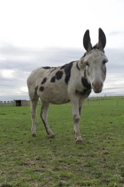 SB, male senior Mixed Breed for adoption at Animal Sans Toit, Faimes
