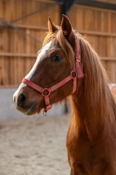 SB, male senior Mixed Breed for adoption at Animal Sans Toit, Faimes