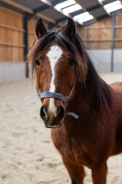 SB, male senior Mixed Breed for adoption at Animal Sans Toit, Faimes