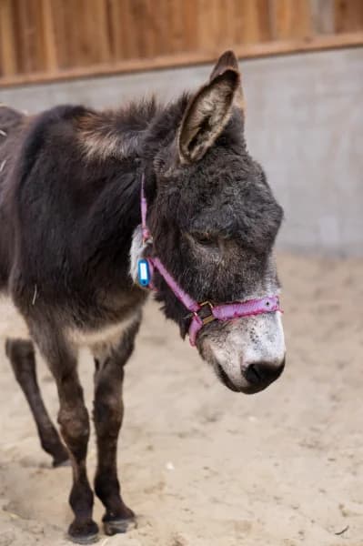 SB, male senior Mixed Breed for adoption at Animal Sans Toit, Faimes