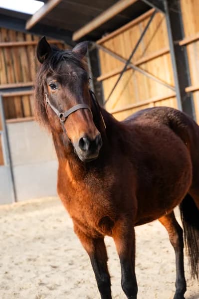 SB, female senior Mixed Breed for adoption at Animal Sans Toit, Faimes