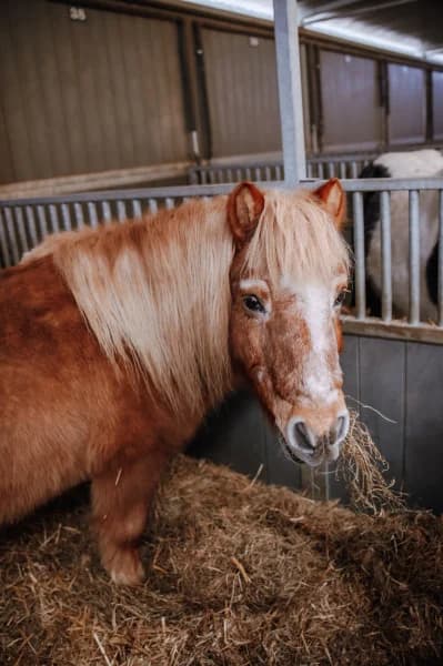 SB, male senior Mixed Breed for adoption at Animal Sans Toit, Faimes