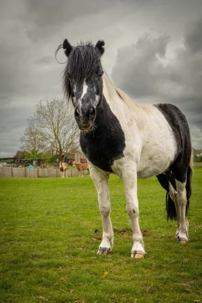 SB, female senior Mixed Breed for adoption at Animal Sans Toit, Faimes