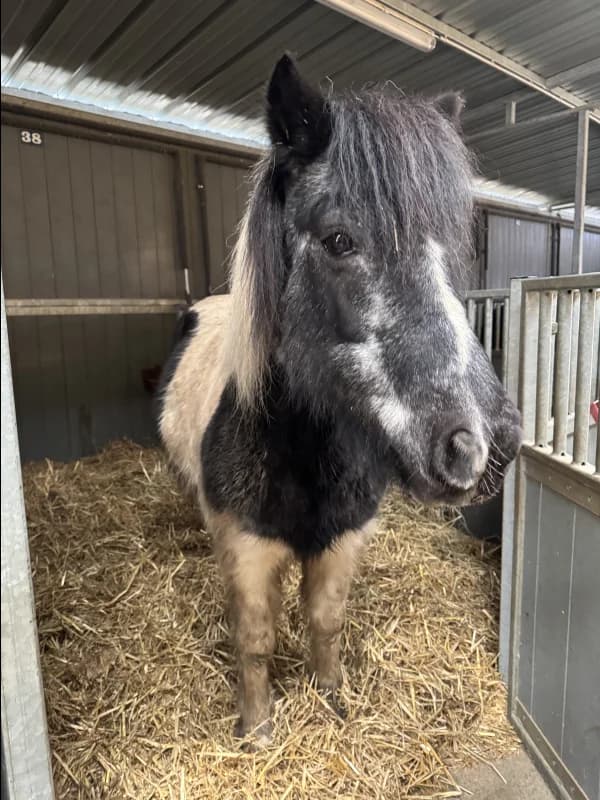 SB, female Mixed Breed for adoption at Animal Sans Toit, Faimes — photo 2 of 2