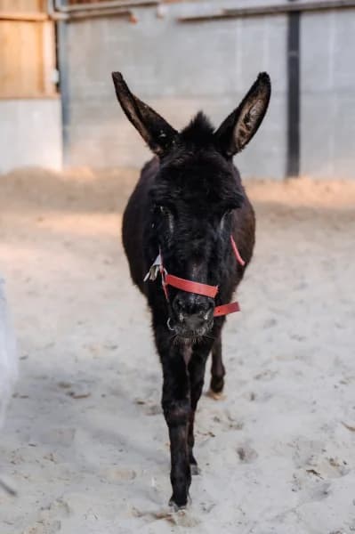 SB, female 7yo Mixed Breed for adoption at Animal Sans Toit, Faimes