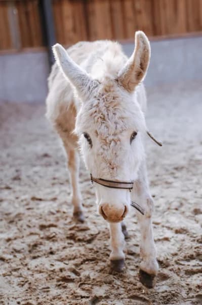 SB, female senior Mixed Breed for adoption at Animal Sans Toit, Faimes